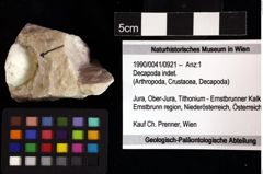 Foto (Objket + Etiketten) von Decapoda indet. 